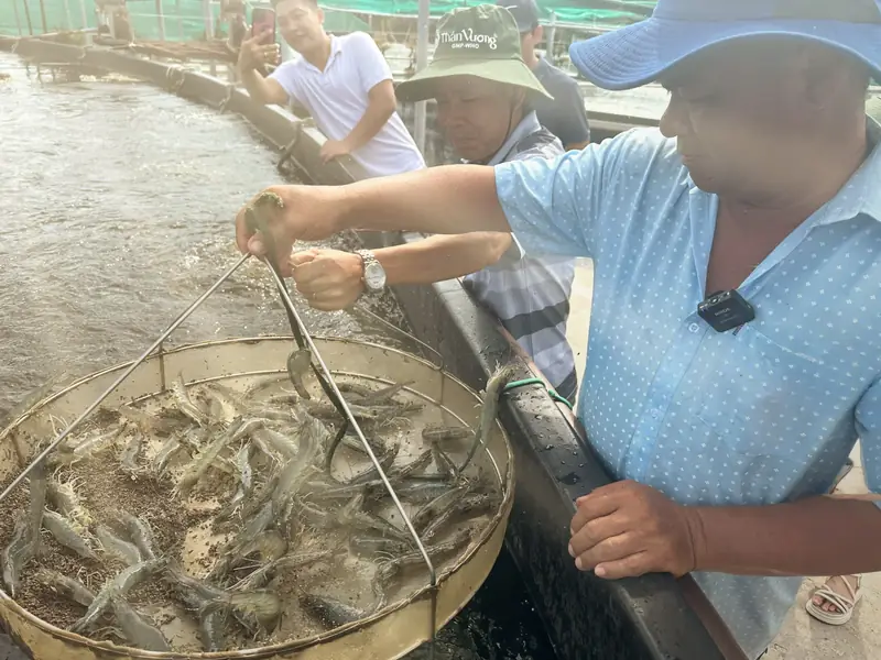 Than Vuong technician checking a shrimp feed tray with the farmer